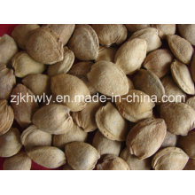 Sweet Almond in Shell (longwangmao 22mm UP)